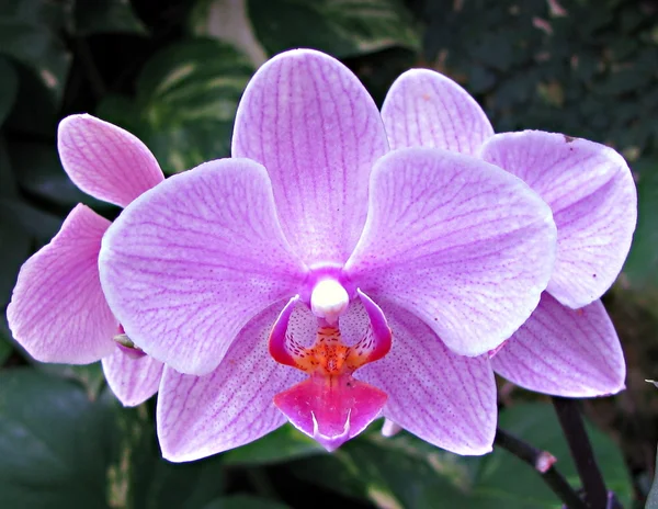 Närbild av en lila orkidé — Stockfoto