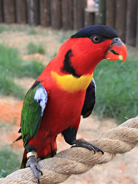 Papoušek — Stock fotografie