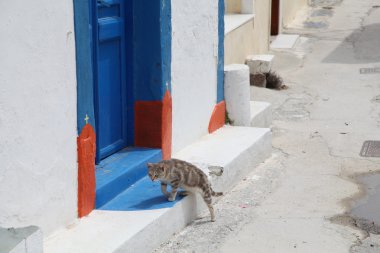 Santorini'de bir kapı önünde kedi