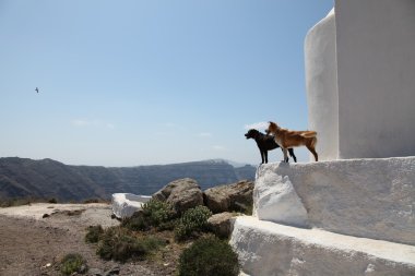 Dogs in Santorini clipart