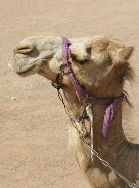 Camel in desert clipart