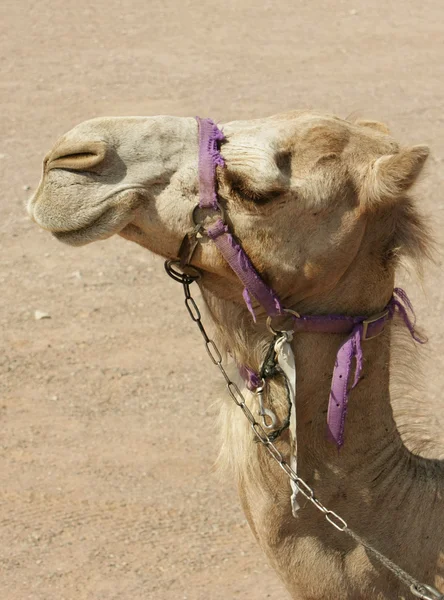 stock image Camel in desert