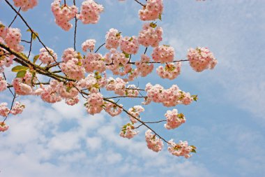 güzel pembe sakura ağacı dalları