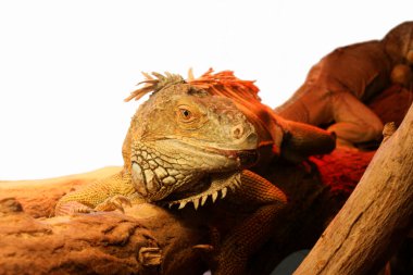 Iguana