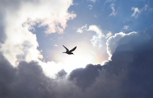 Fliegen in den Himmel — Stockfoto