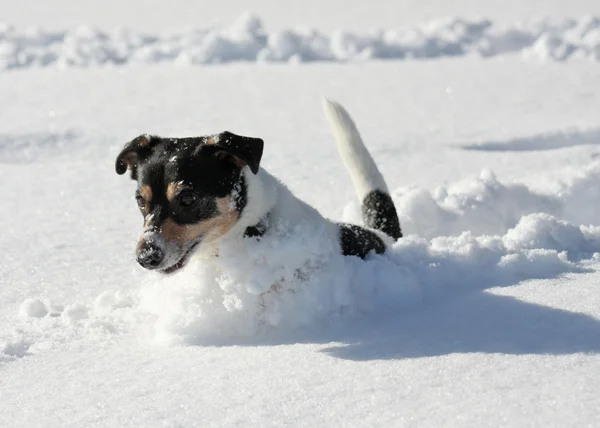 Cão bonito pulando na neve — Fotografia de Stock