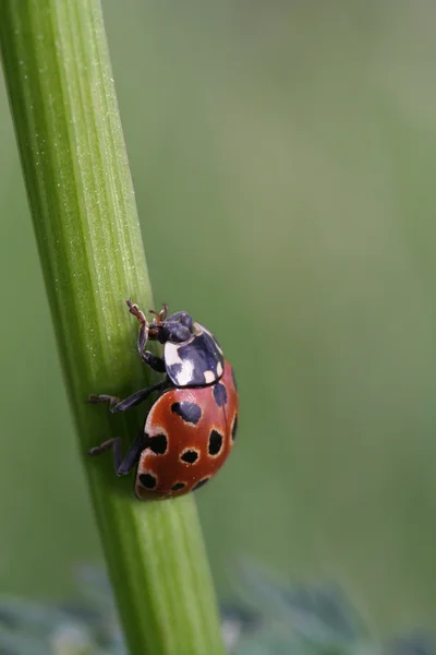 Lady Bird Climbing