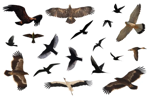 Collection d'oiseaux — Photo