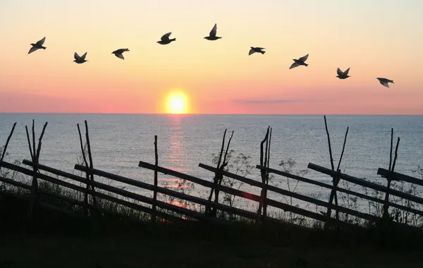 Vogel vorming in zonsondergang — Stockfoto