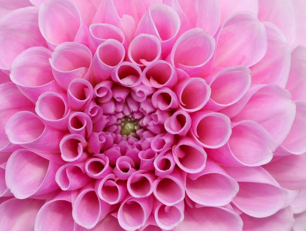 Квітки рожеві мрія — стокове фото