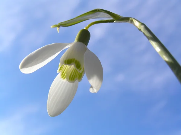 stock image Spring Flower