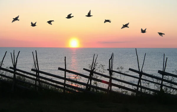 Vogelbildung im Sonnenuntergang lizenzfreie Stockfotos