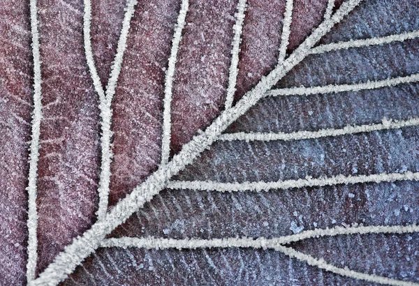 Frozen Leaf in Christmas Clolors — Stock Photo, Image