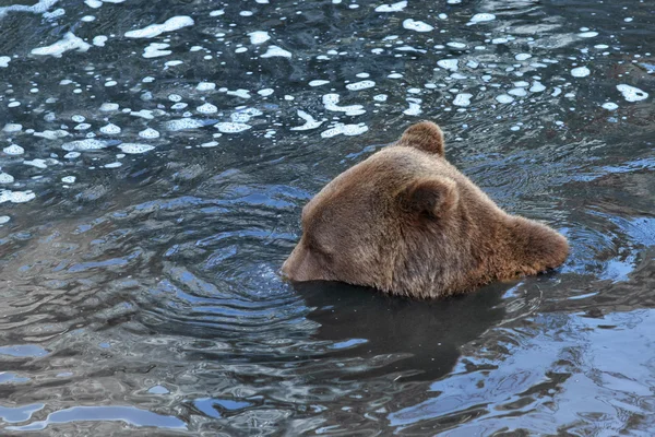 stock image Playful Submerged Bear