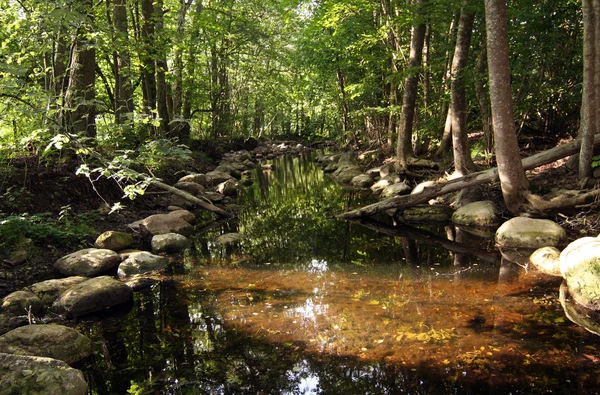 Lesní řeka — Stock fotografie