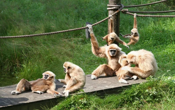 즐거운 원숭이 가족 — 스톡 사진
