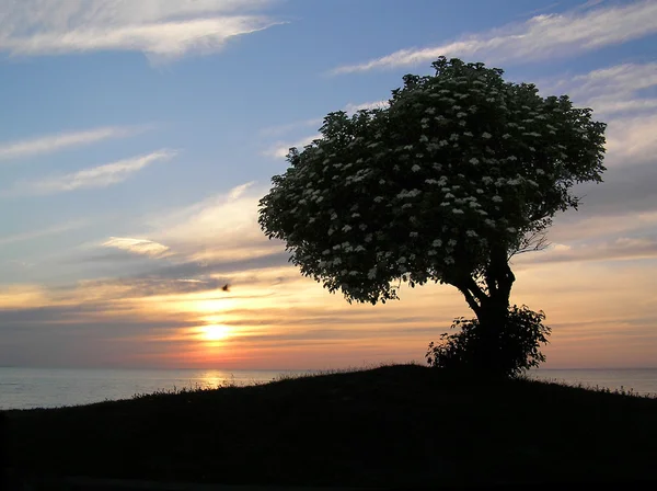 Під час заходу сонця квітка дерево — стокове фото