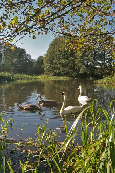 stock image Swan Lake