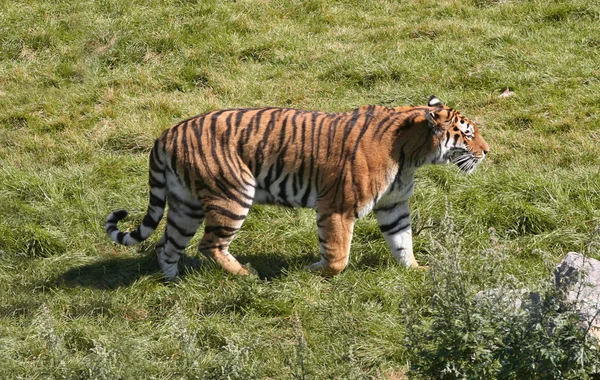 stock image Tiger Stroll