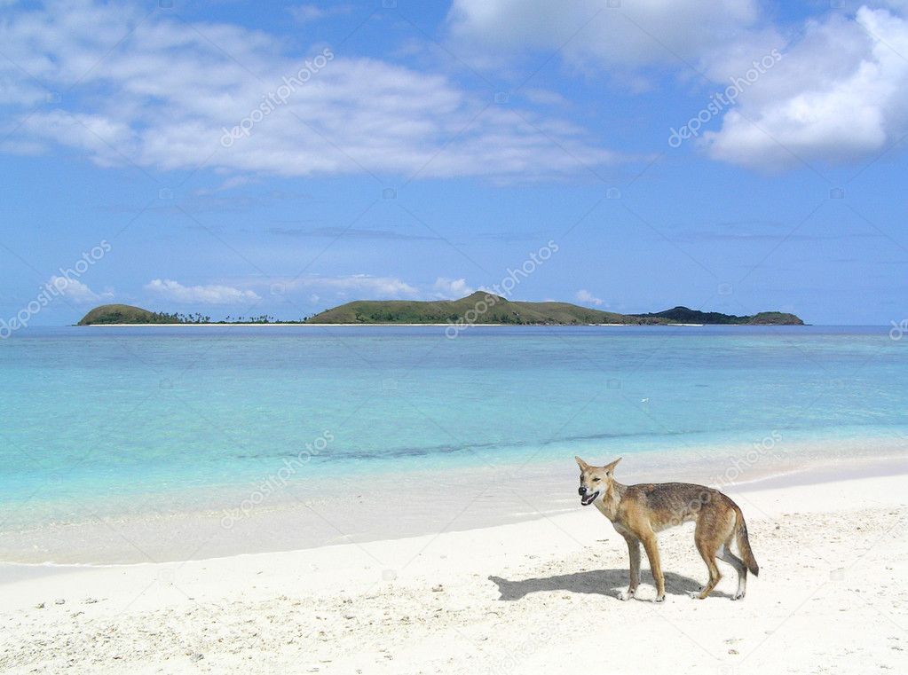 Dingo Beach — Stockfoto © simonalvinge 7648915