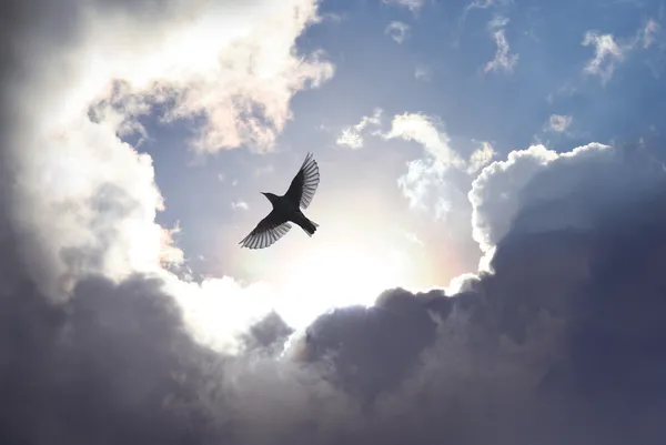Ange oiseau au ciel Images De Stock Libres De Droits