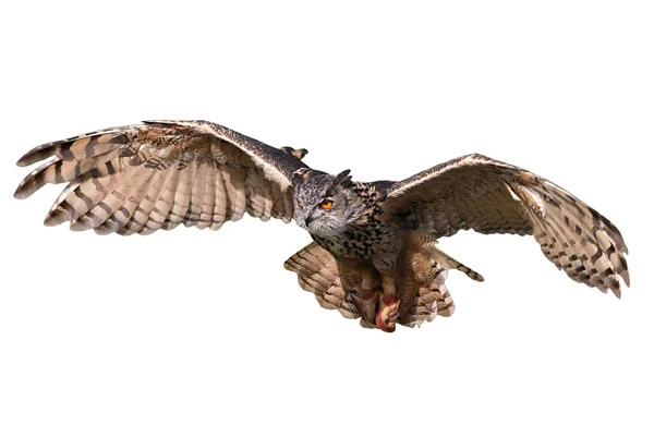 Flying Owl — Stock Photo, Image