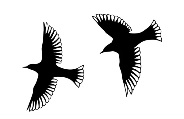 Angel Bird Silhouettes — Stock Photo, Image