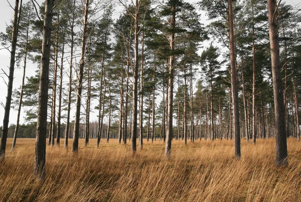 Prázdné savany lesů Stock Snímky
