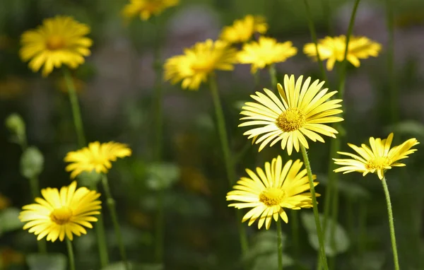 stock image Sunny Summer Flowers