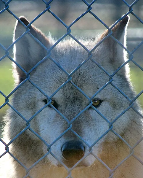 stock image Caged Gray Wolf