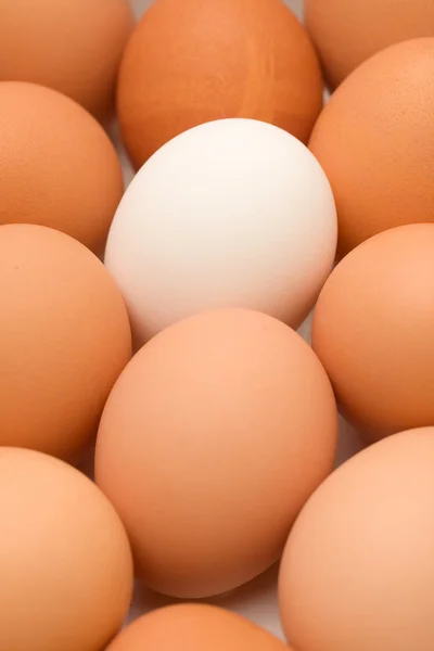 Huevo único —  Fotos de Stock