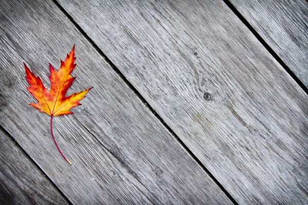 Autumn wood background — Stock Photo, Image