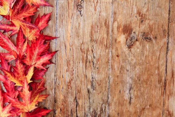 Red leaves — Stock Photo, Image