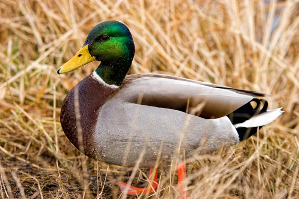 stock image Duck by pond