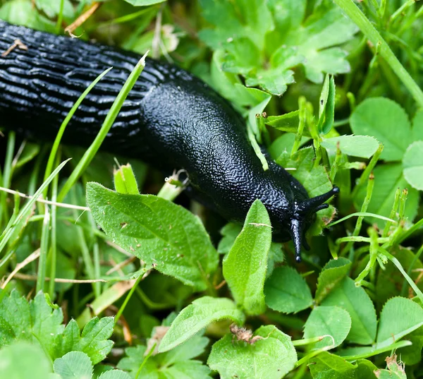 Slug in nature — Stock Photo, Image