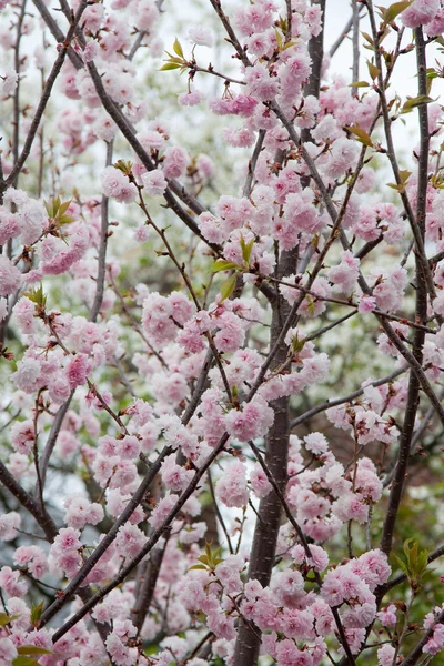 Kwiaty wiosny — Zdjęcie stockowe