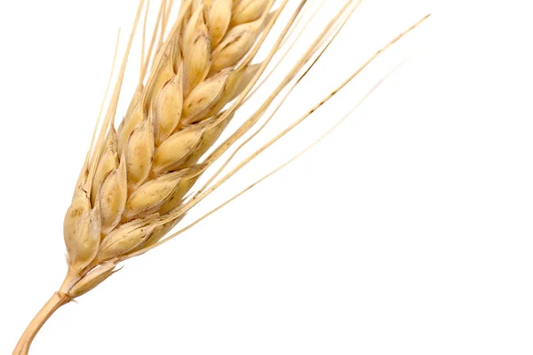 Grain closeup — Stock Photo, Image