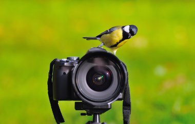 The photographer photographed clipart