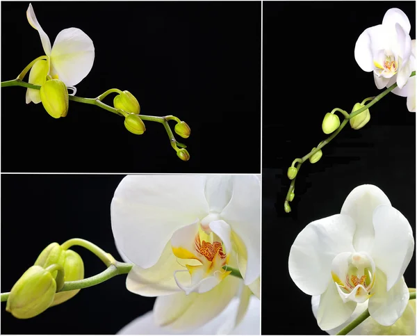 Orchidea. — Stock Fotó