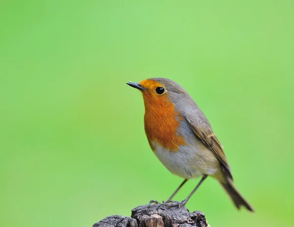Robin... . — Fotografia de Stock