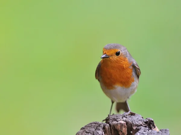 Robin. . — Foto de Stock