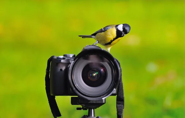 stock image The photographer photographed