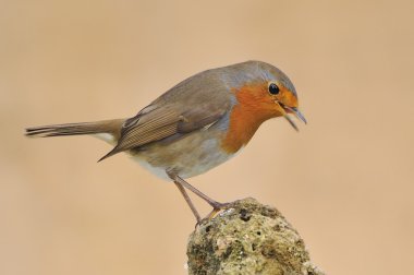 Robin, Erithacus rubecula. clipart