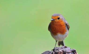 Robin.