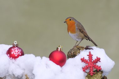 doğal Noel.