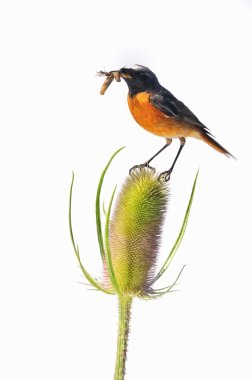 Redstart clipart