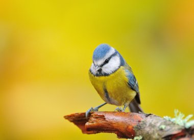 Blue tit. clipart