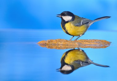 Great tit. clipart