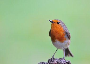 Robin with lichen. clipart