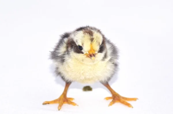 Chick. — Stock Photo, Image